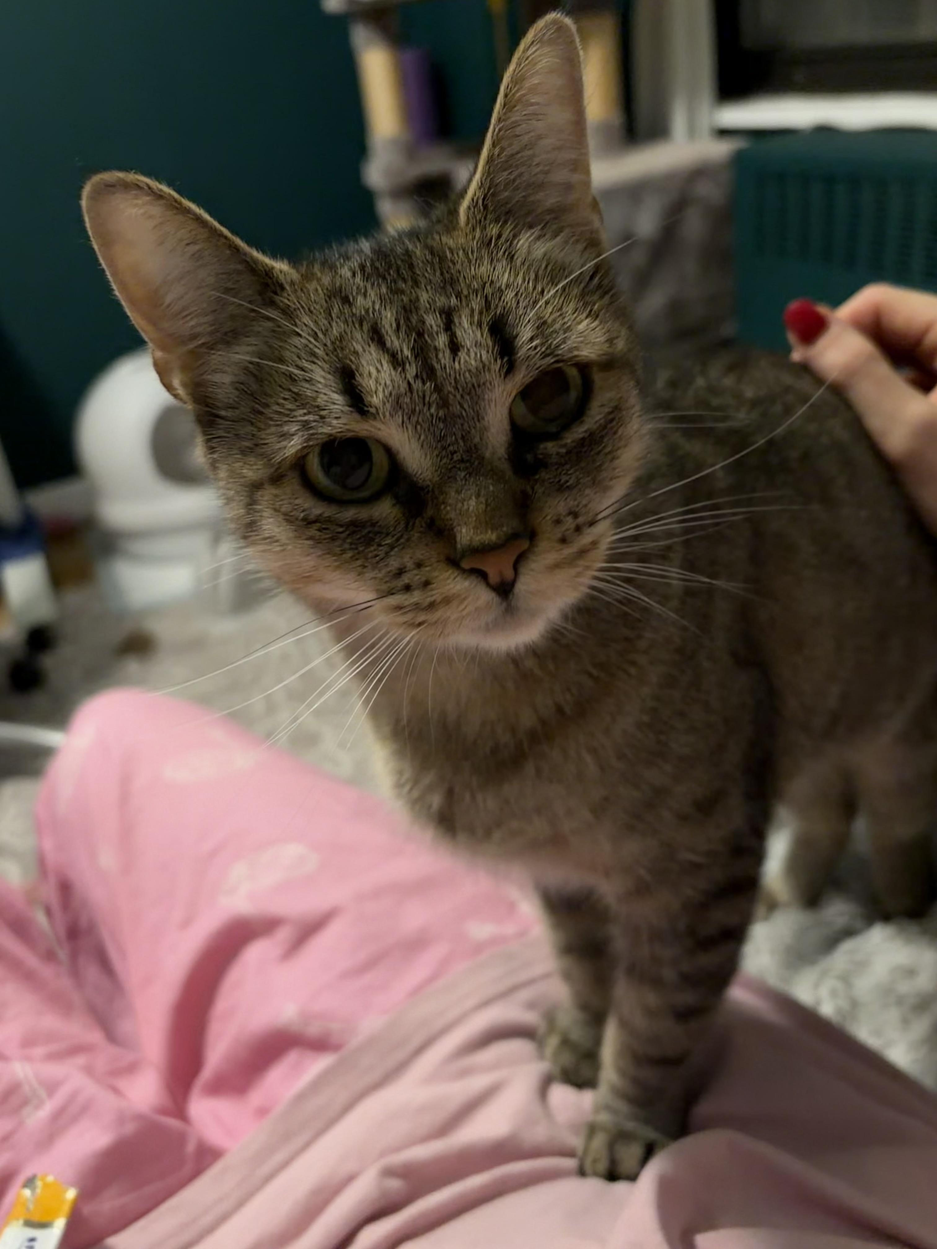 Enlarge Wonderful Winnie, a Adoptable American Shorthair in Princeton, NJ image 2/4