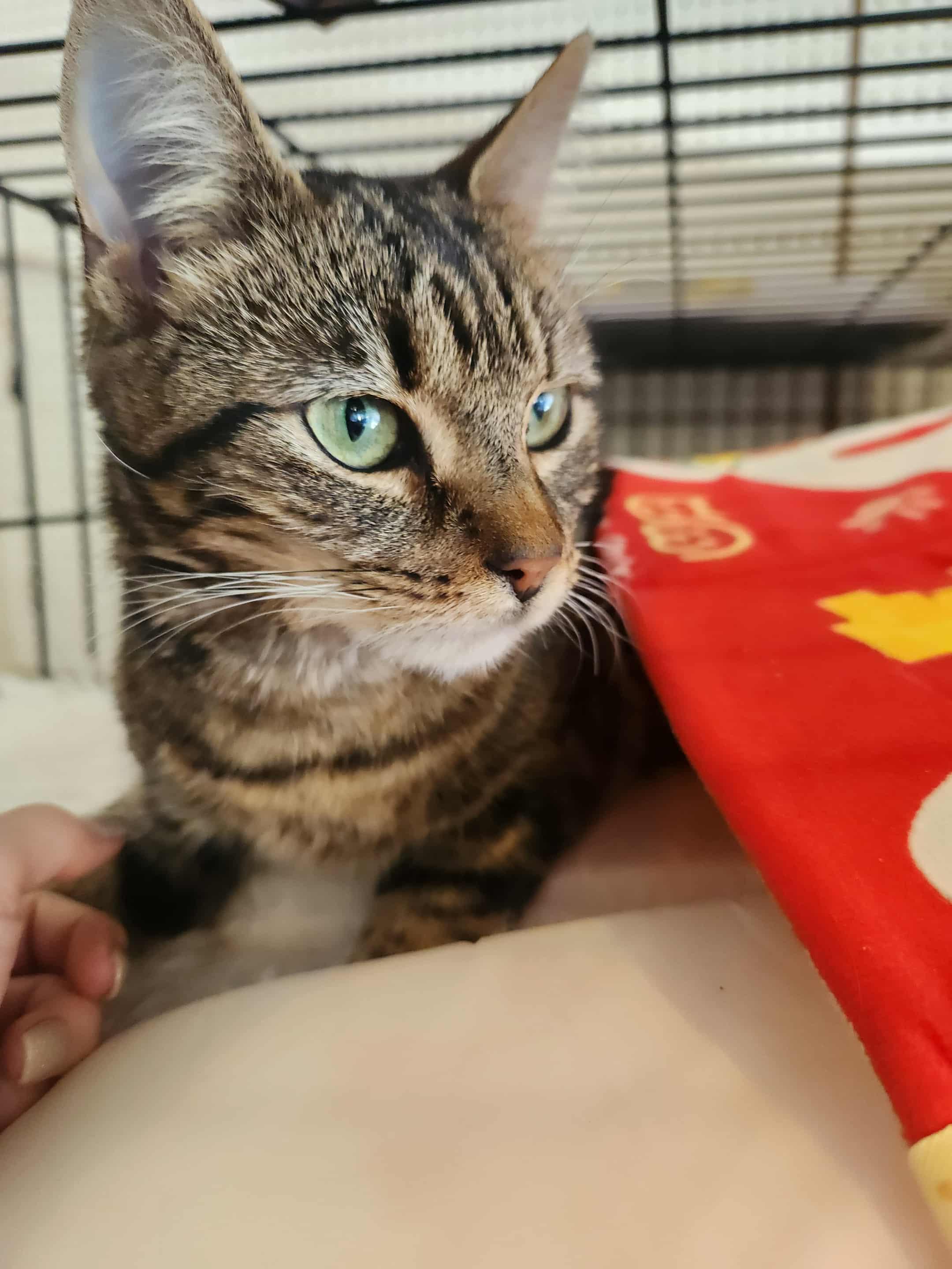 Louise (AG), Adoptable, Young Female Domestic Short Hair.