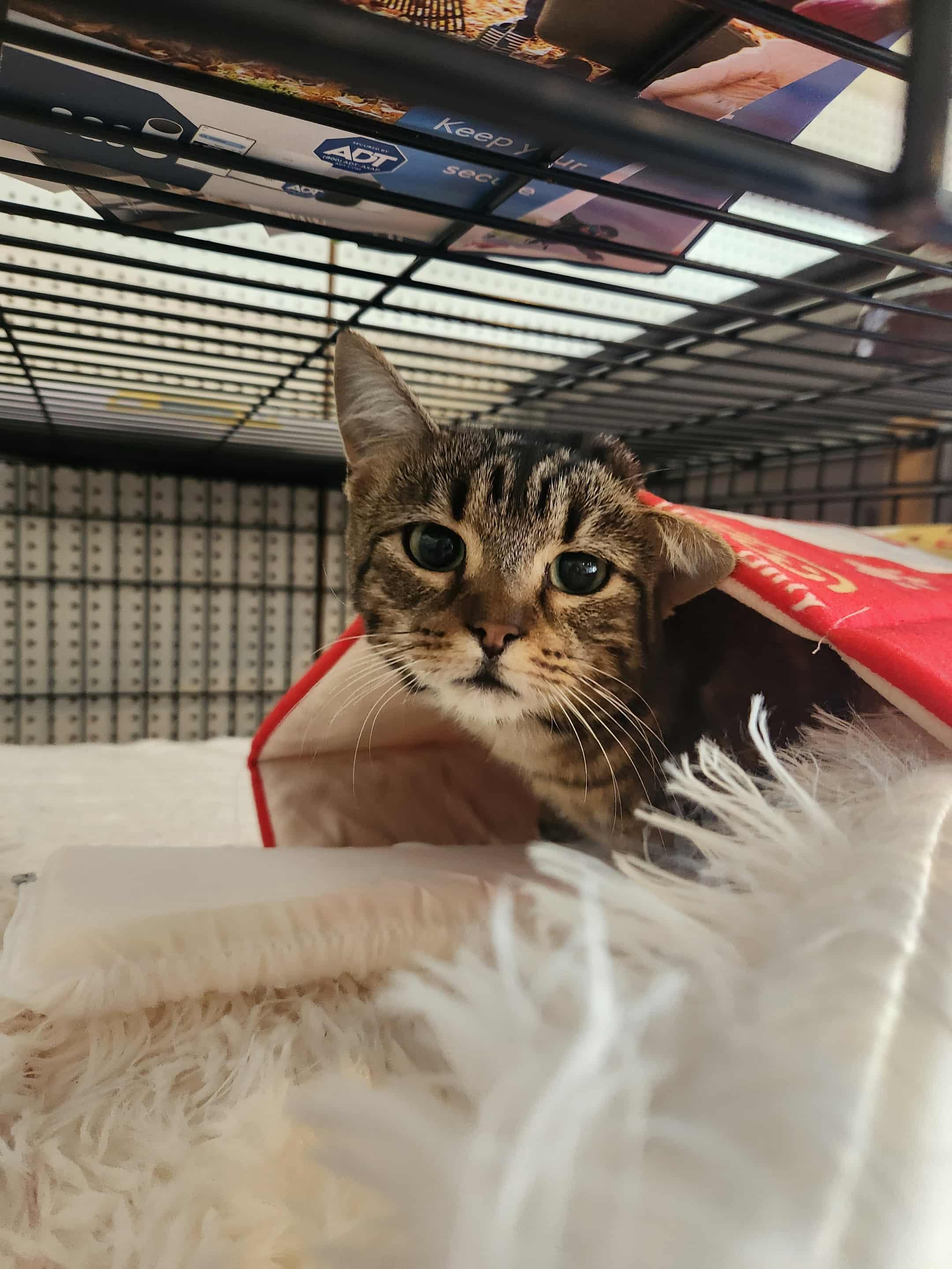 Enlarge Louise (AG), a Adoptable Domestic Short Hair in Greenville, SC image 2/3