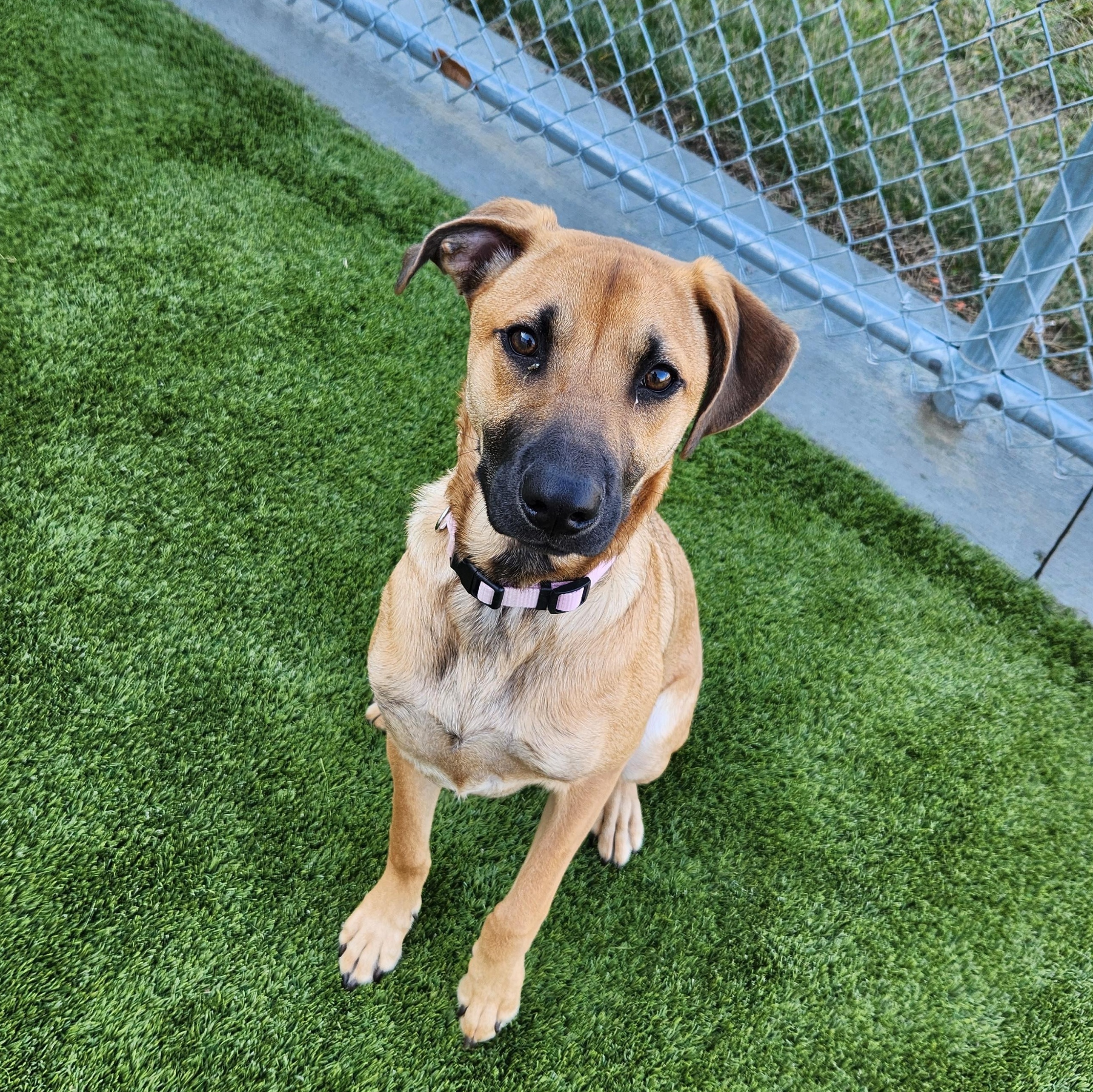 Enlarge Layla, an adopted mixed breed in Liberty, MO image 3/4
