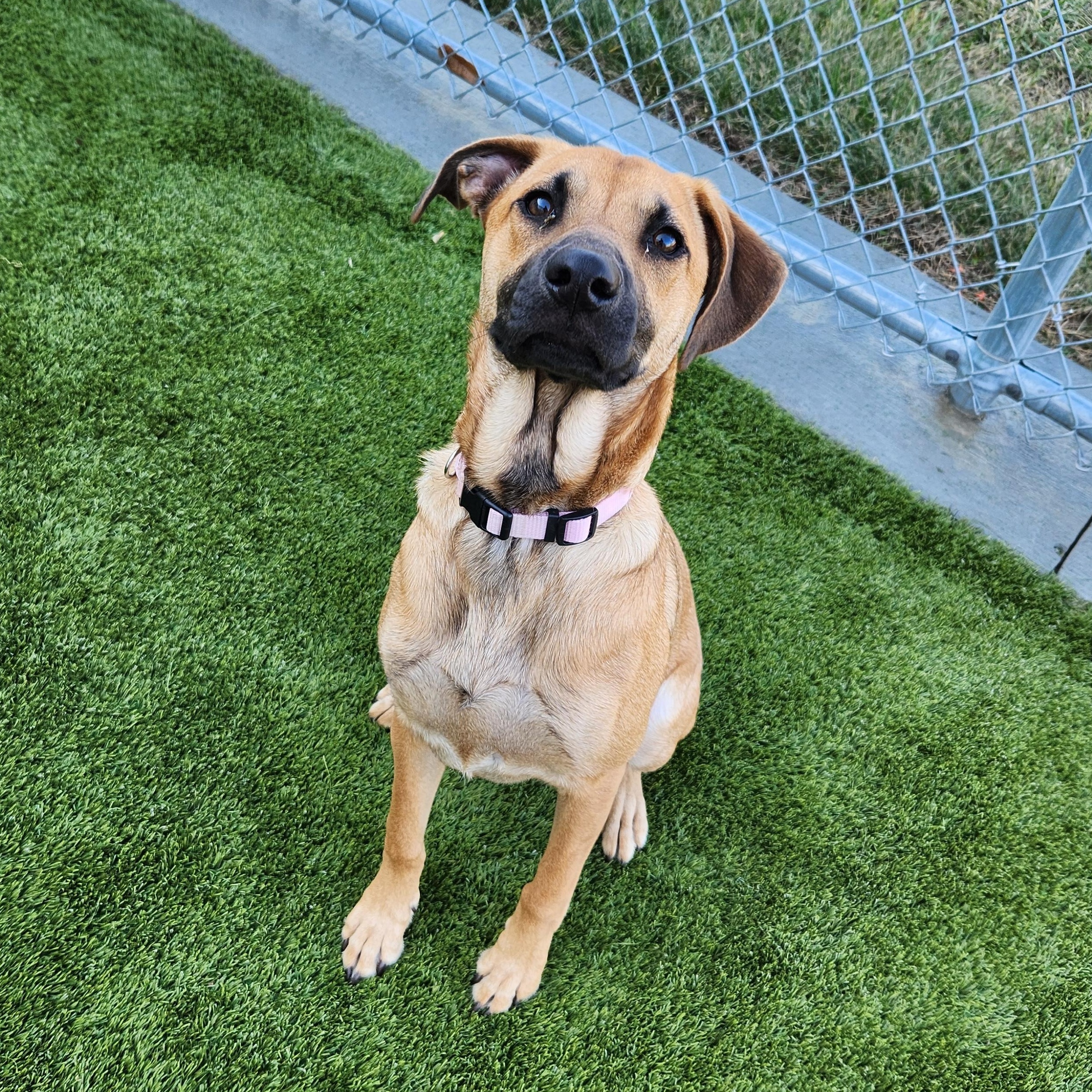 Enlarge Layla, an adopted mixed breed in Liberty, MO image 2/4