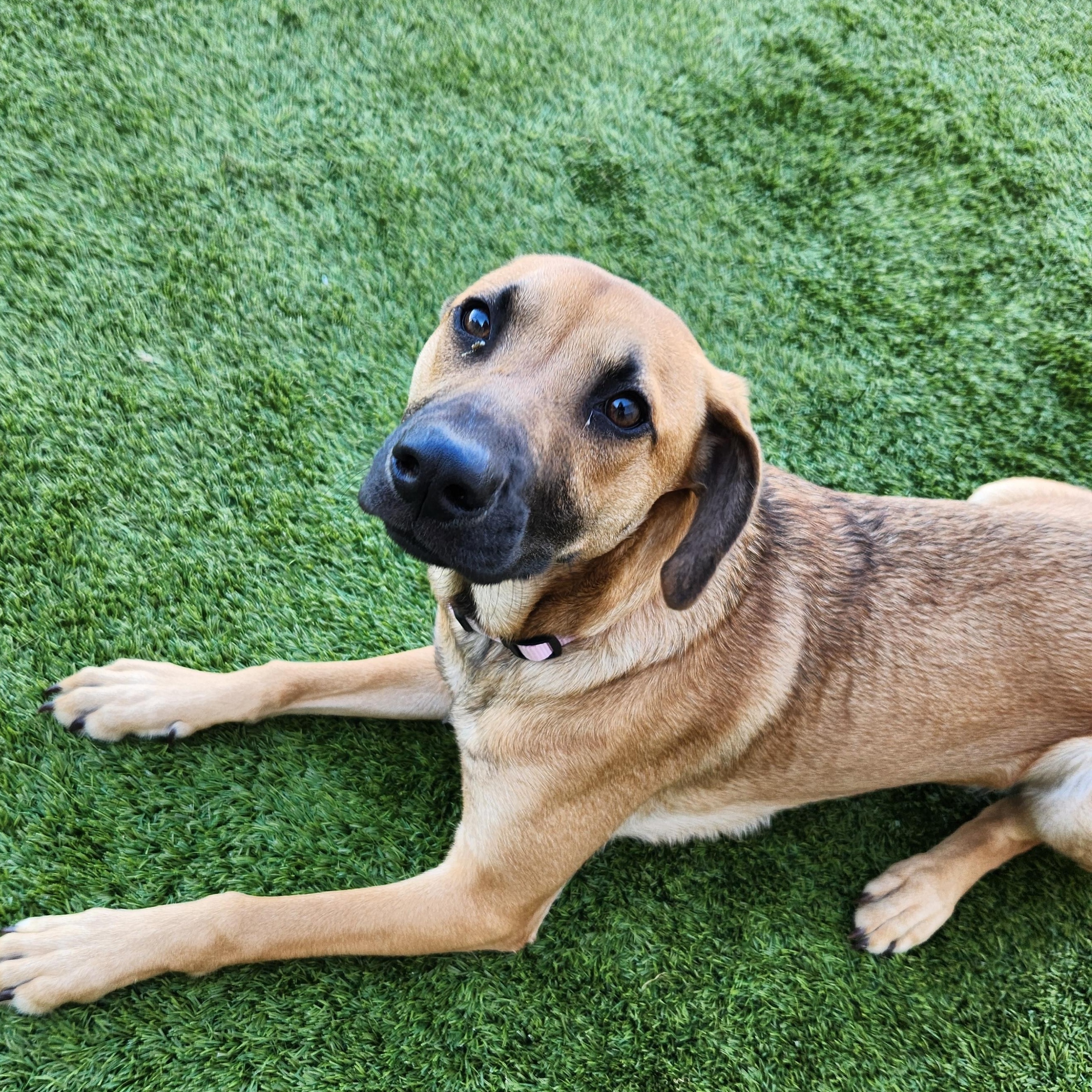 Enlarge Layla, an adopted mixed breed in Liberty, MO image 4/4