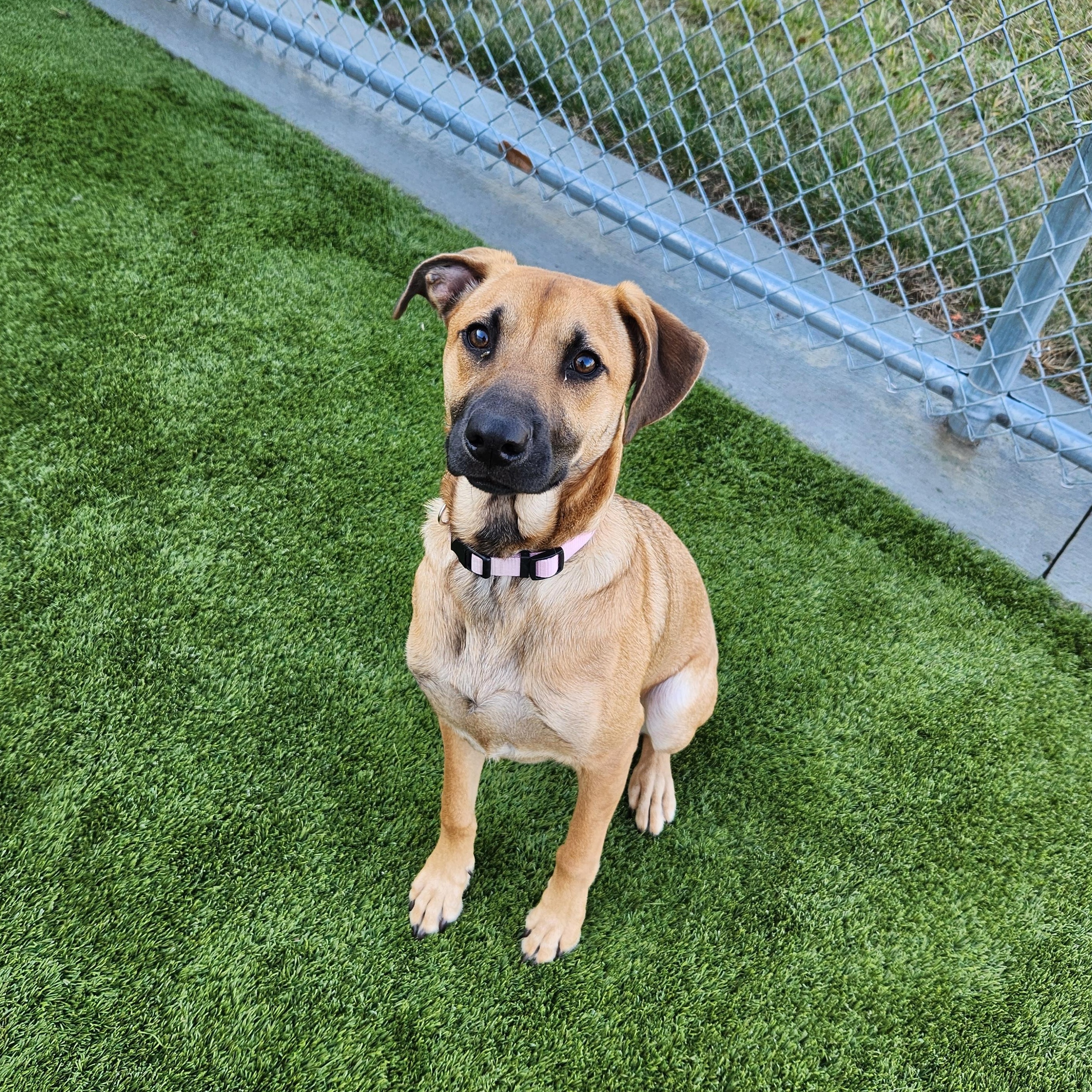 Enlarge Layla, an adopted mixed breed in Liberty, MO image 1/4