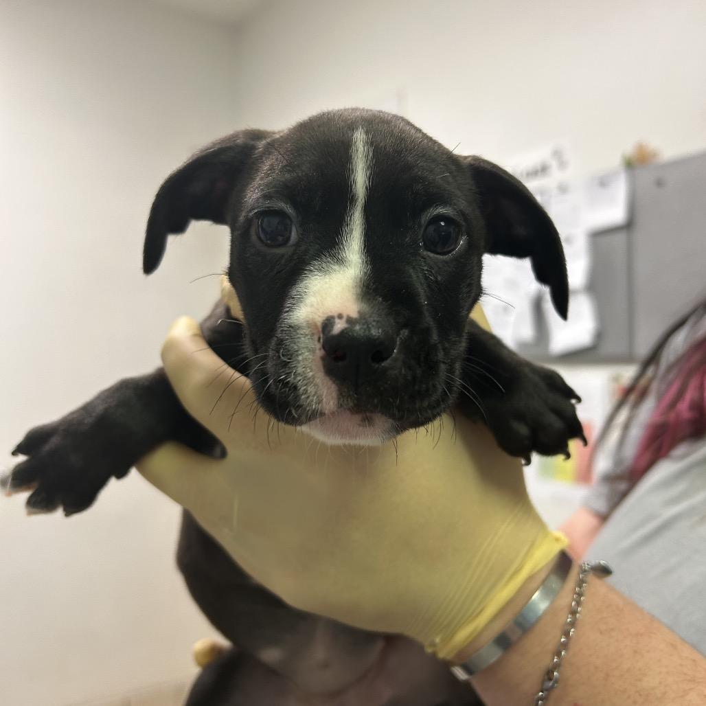 Pretty Patty, Adoptable, Puppy Female Mixed Breed.