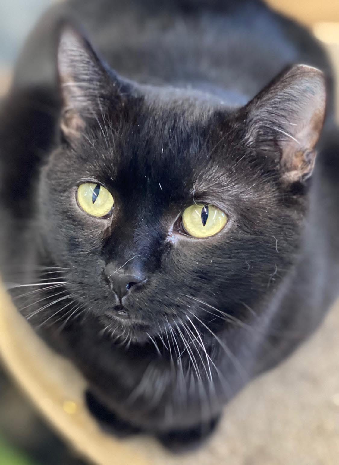 Nicole, a ADOPTABLE Domestic Short Hair in Faribault, MN image 2/5