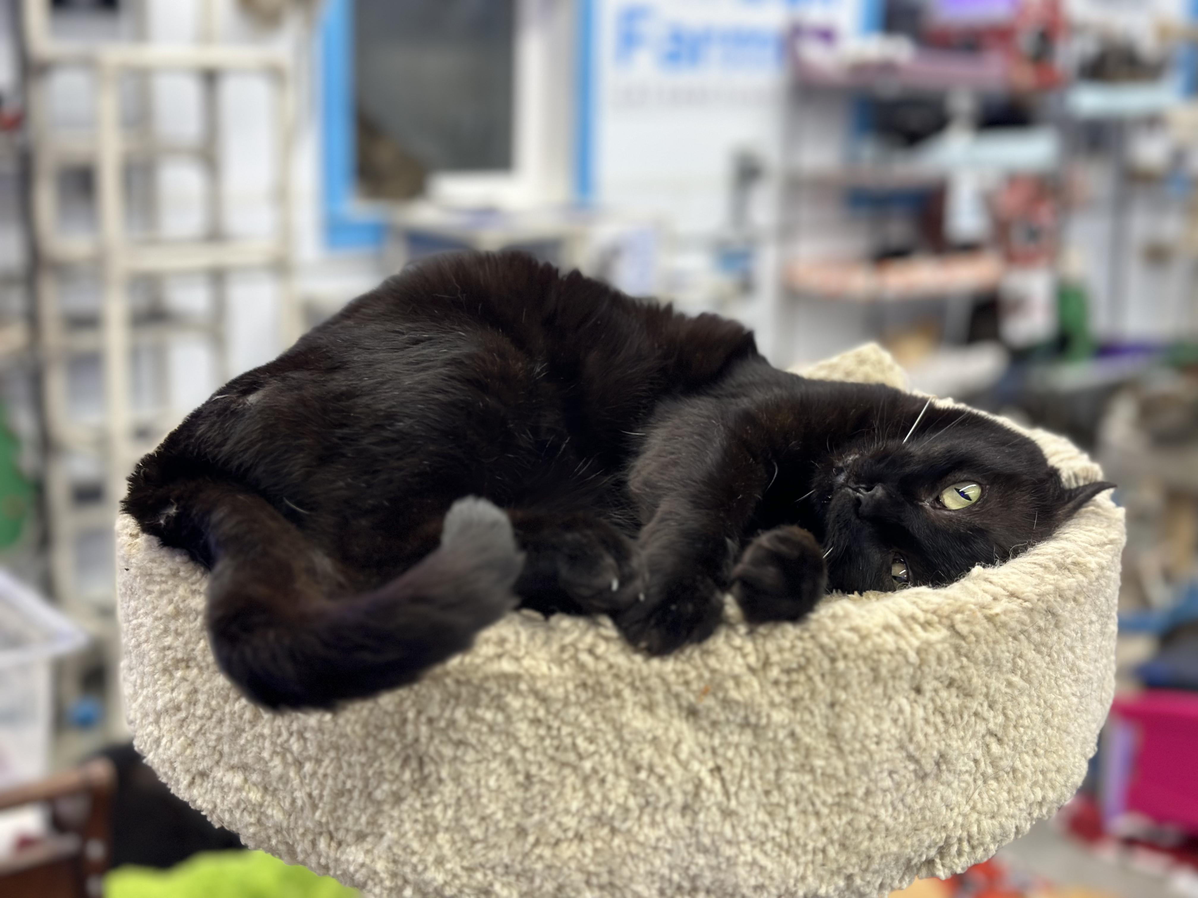 Nicole, a ADOPTABLE Domestic Short Hair in Faribault, MN image 5/5