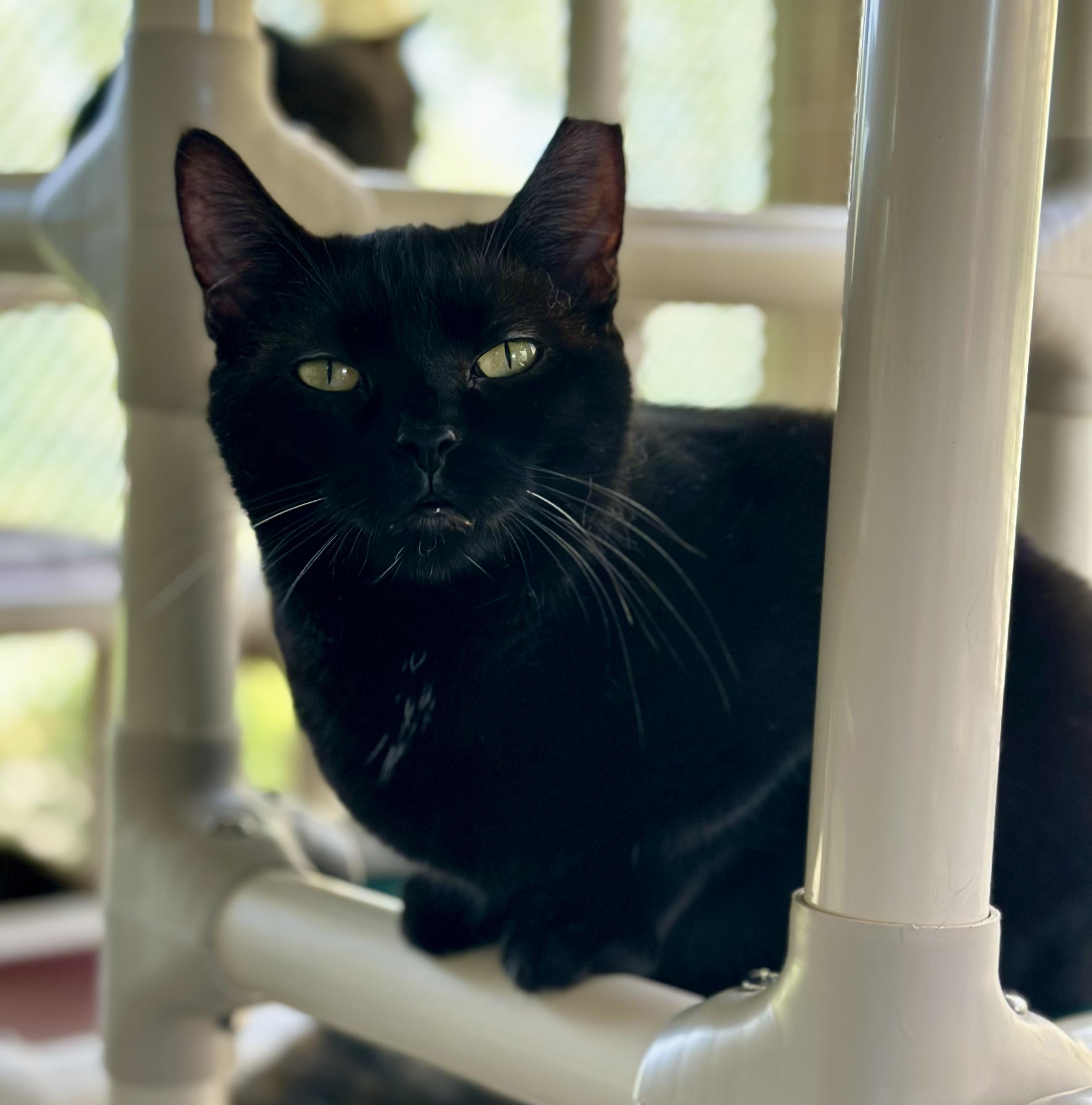 Nicole, a ADOPTABLE Domestic Short Hair in Faribault, MN image 3/5