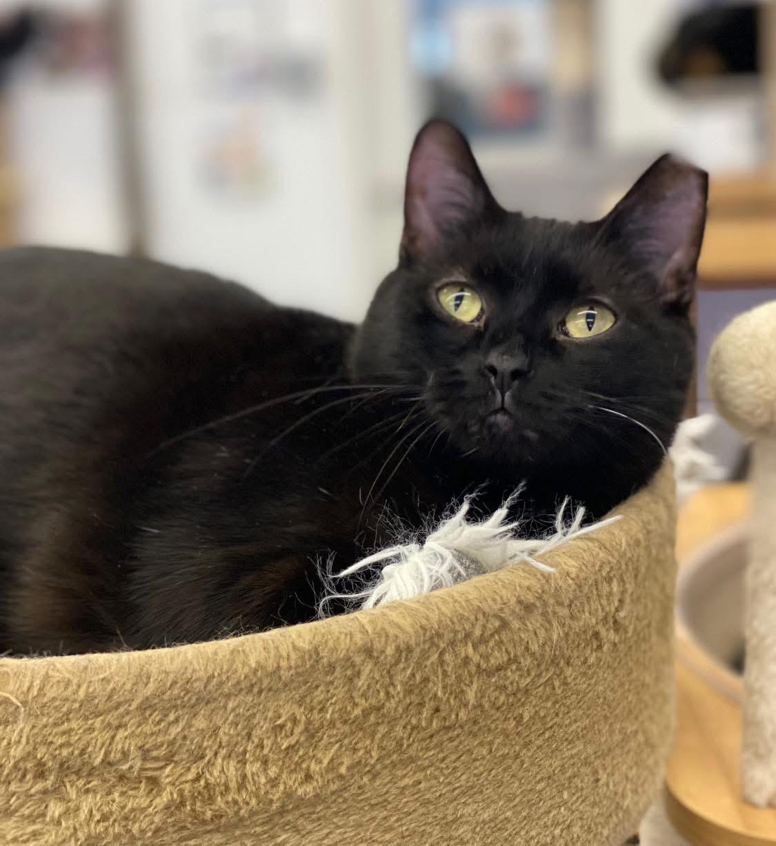 Nicole, a ADOPTABLE Domestic Short Hair in Faribault, MN image 4/5