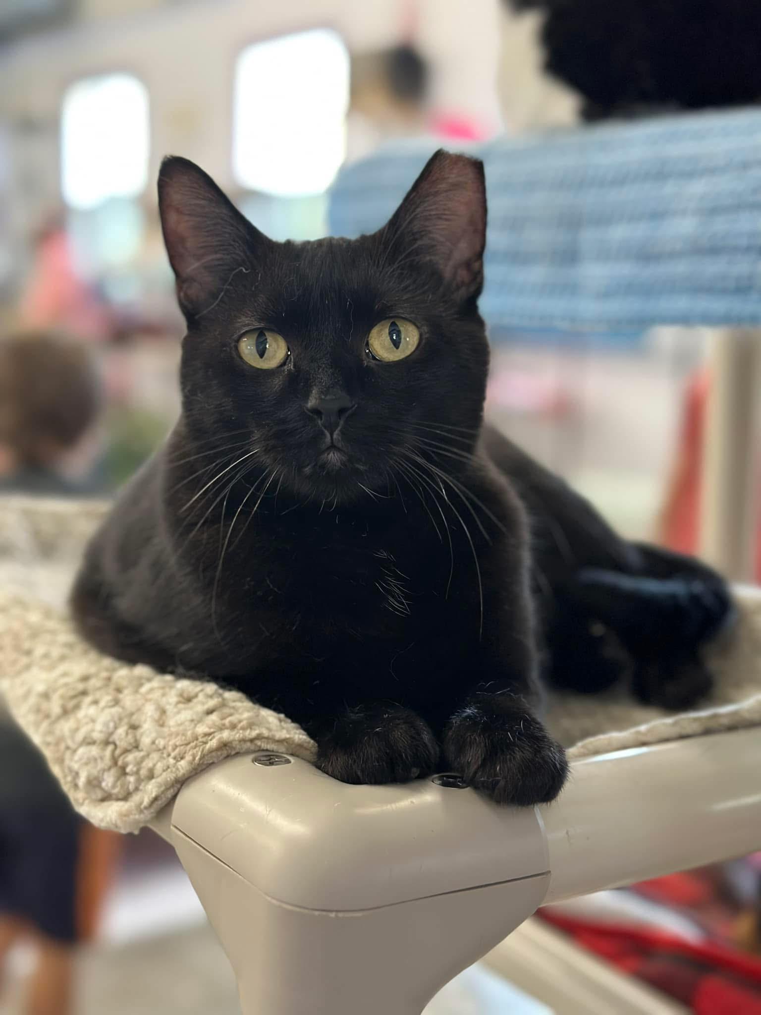 Nicole, ADOPTABLE, Adult Female Domestic Short Hair.