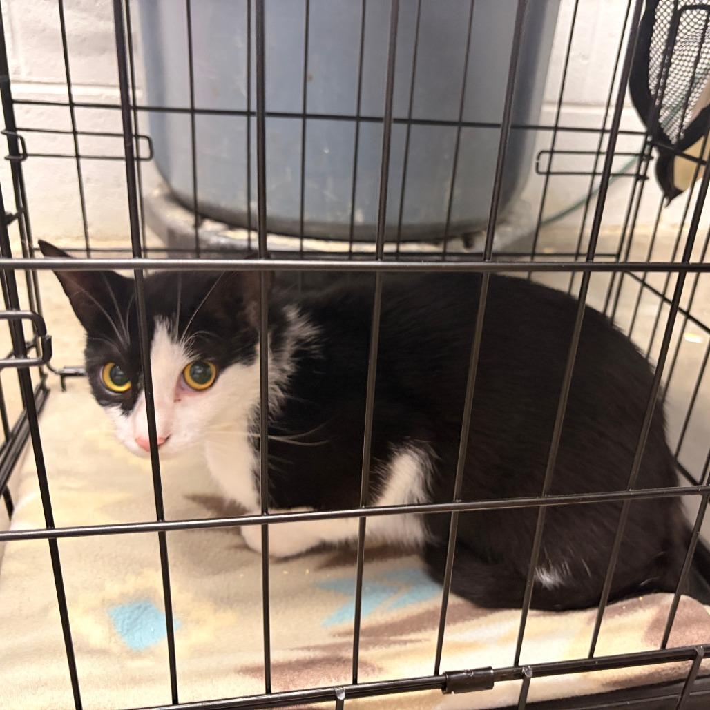 Penelope, Adoptable, Adult Female Domestic Short Hair.