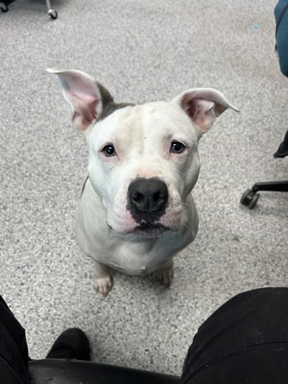 Storm, Adoptable, Adult Female Pit Bull Terrier.