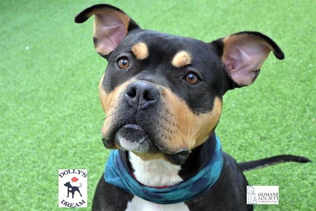 Enlarge SALLY, a Adoptable American Staffordshire Terrier in Fort Lauderdale, FL image 1/1