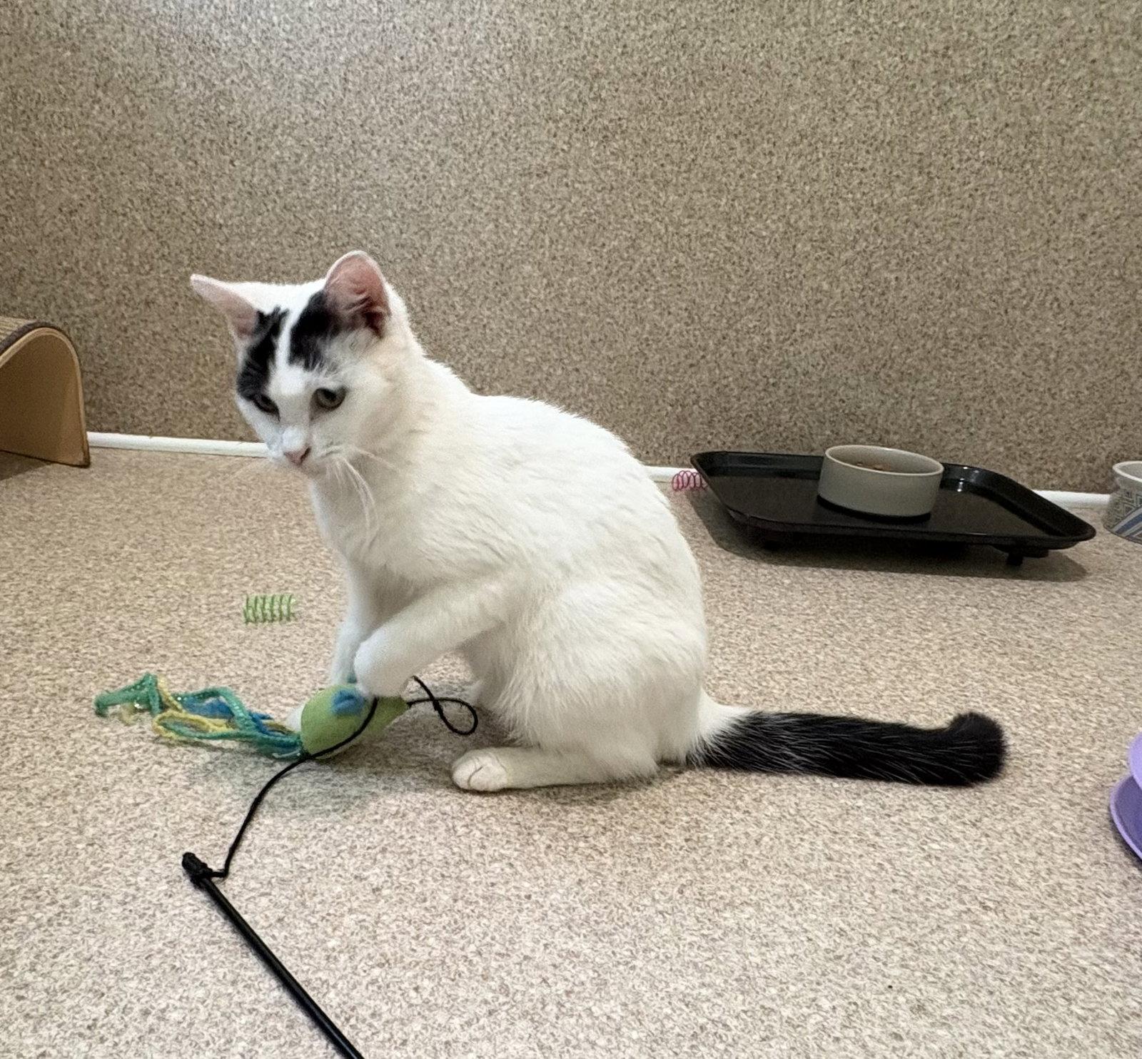 Suzi, Adoptable, Adult Female Domestic Medium Hair & Turkish Van.