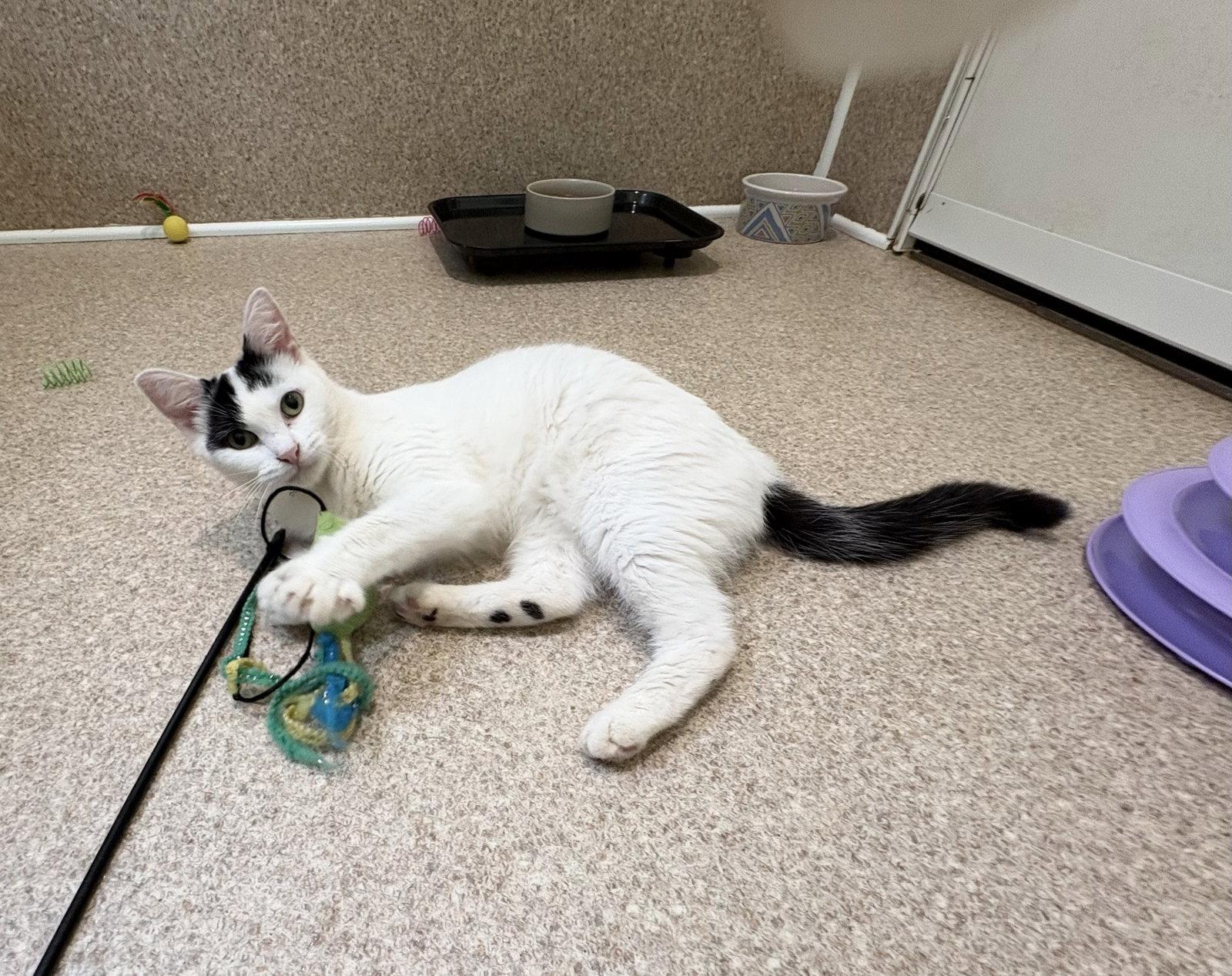 Enlarge Suzi, a Adoptable mixed breed in Mc Cormick, SC image 2/3
