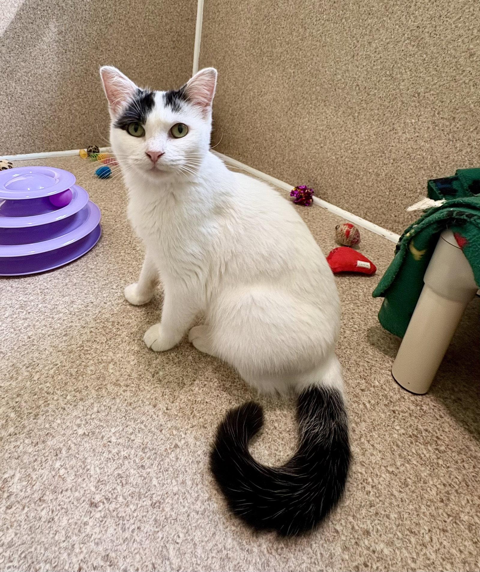 Enlarge Suzi, a Adoptable mixed breed in Mc Cormick, SC image 3/3