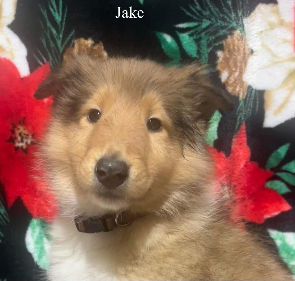 Jake!!, ADOPTABLE, Puppy Male Rough Collie.