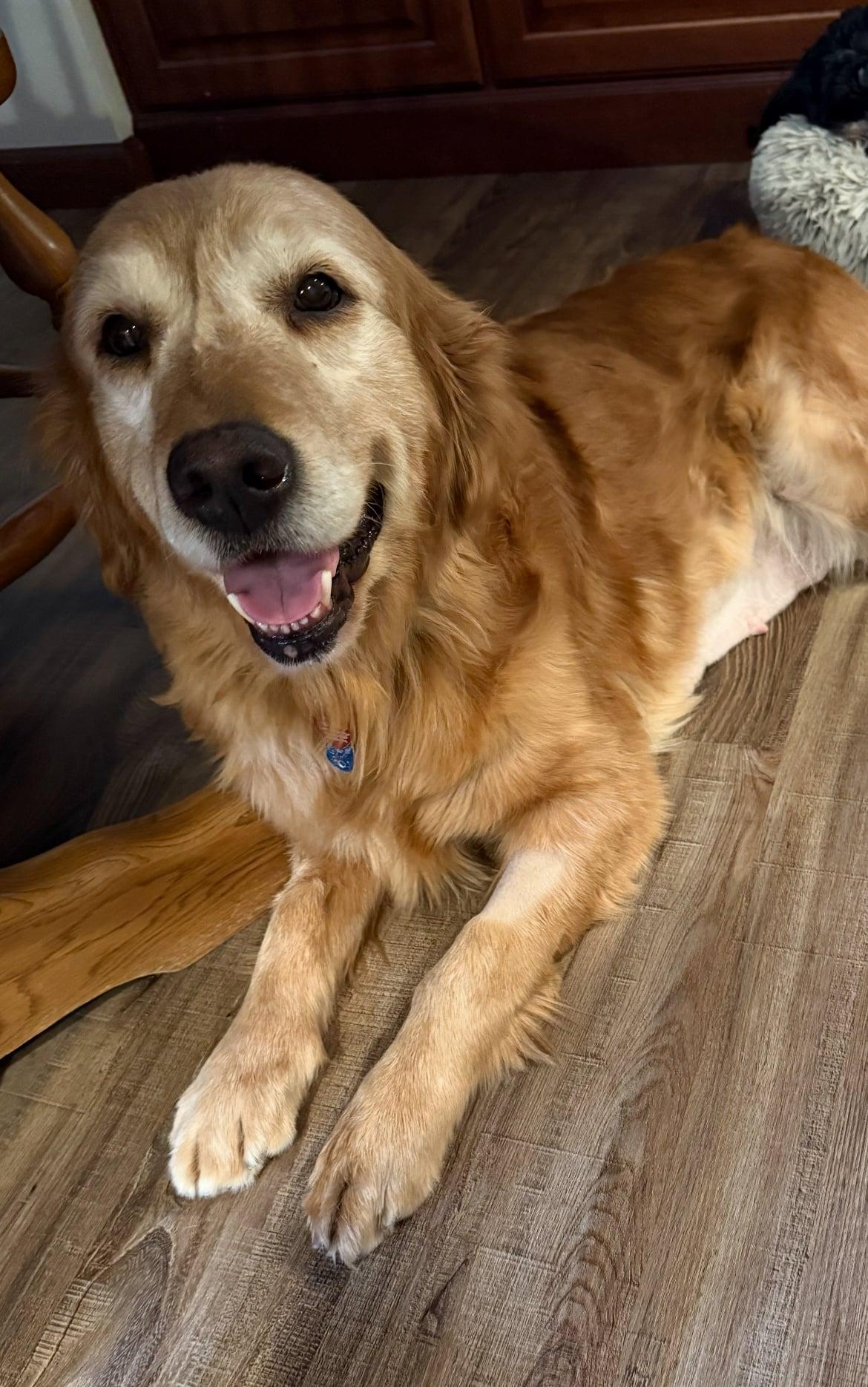 Jake!!, an adopted Rough Collie in Celina, OH image 2/6