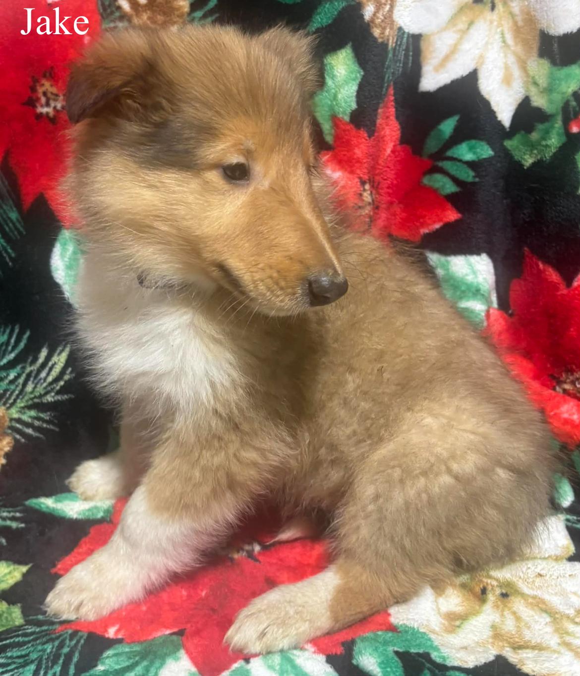 Jake!!, a ADOPTABLE Rough Collie in Celina, OH image 2/4