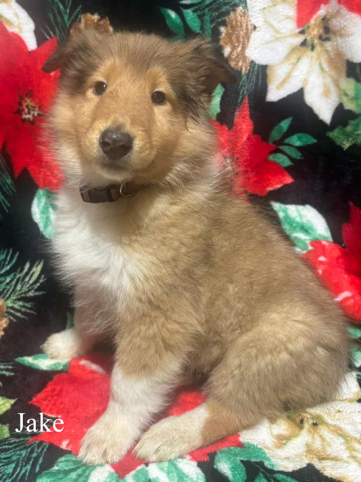 Jake!!, a ADOPTABLE Rough Collie in Celina, OH image 3/4