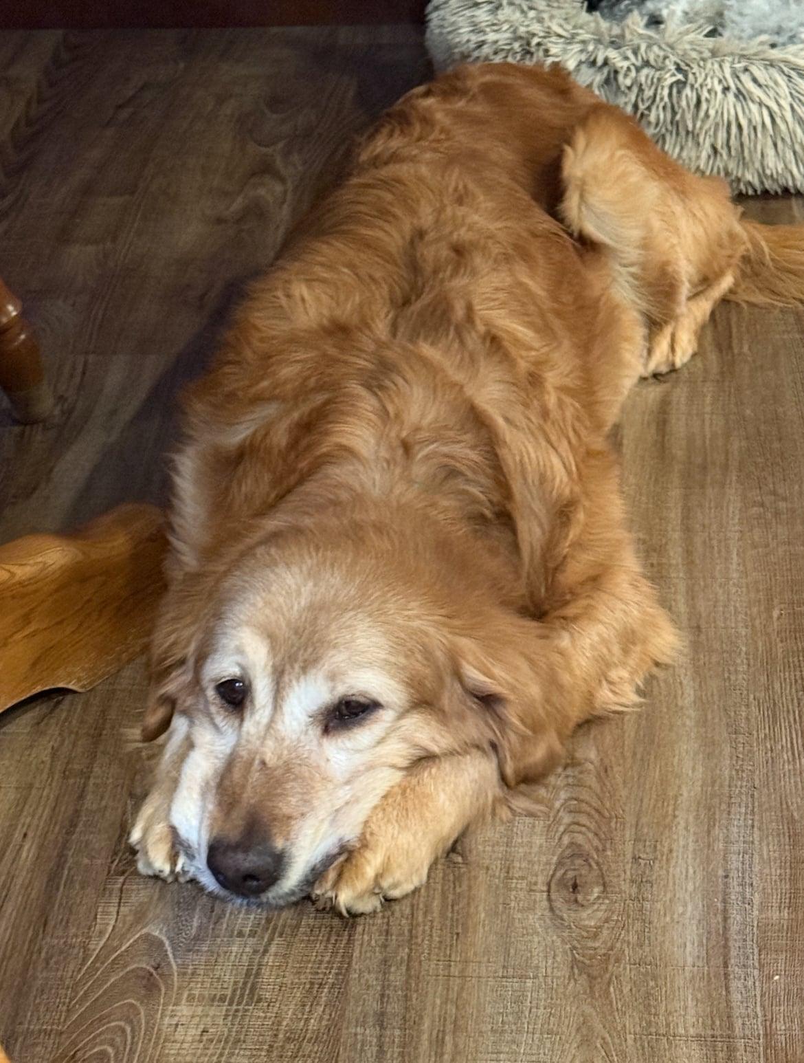 Jake!!, an adopted Rough Collie in Celina, OH image 3/6