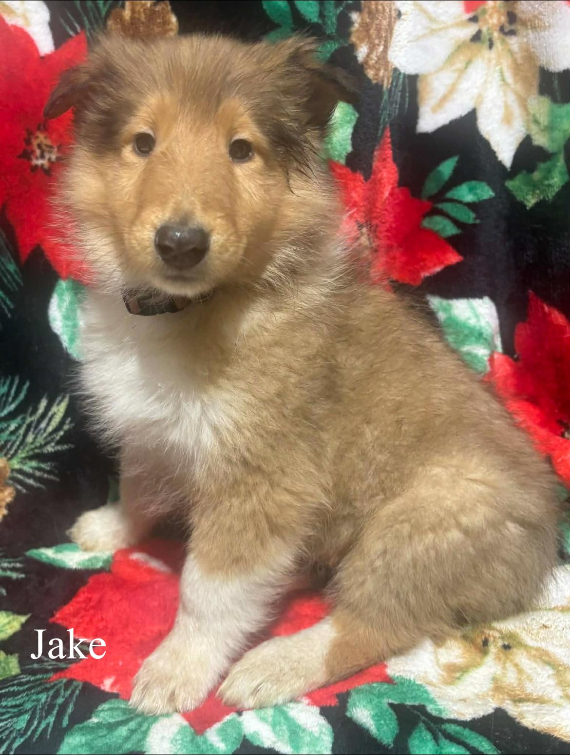 Jake!!, a ADOPTABLE Rough Collie in Celina, OH image 4/4