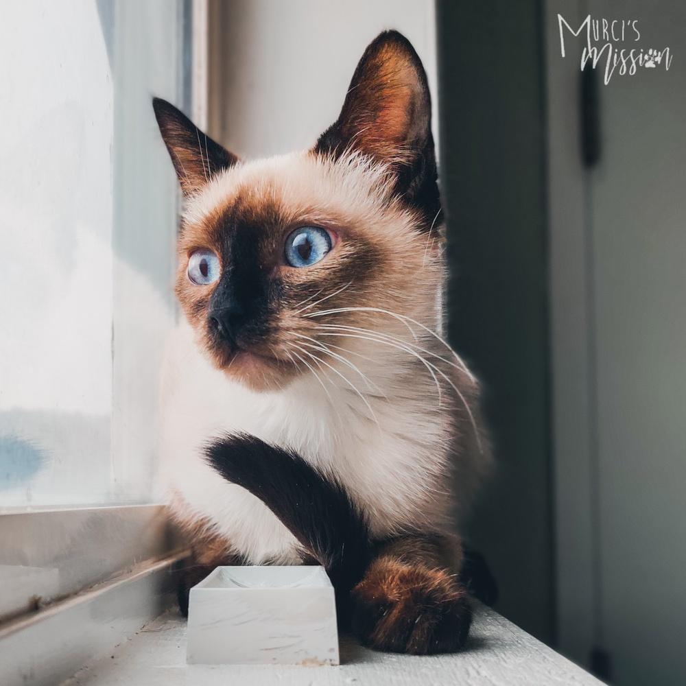 Ovaltine, a Adoptable mixed breed in Spokane , WA image 1/2