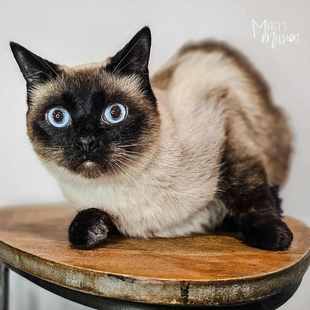 Ovaltine, a Adoptable mixed breed in Spokane , WA image 2/2
