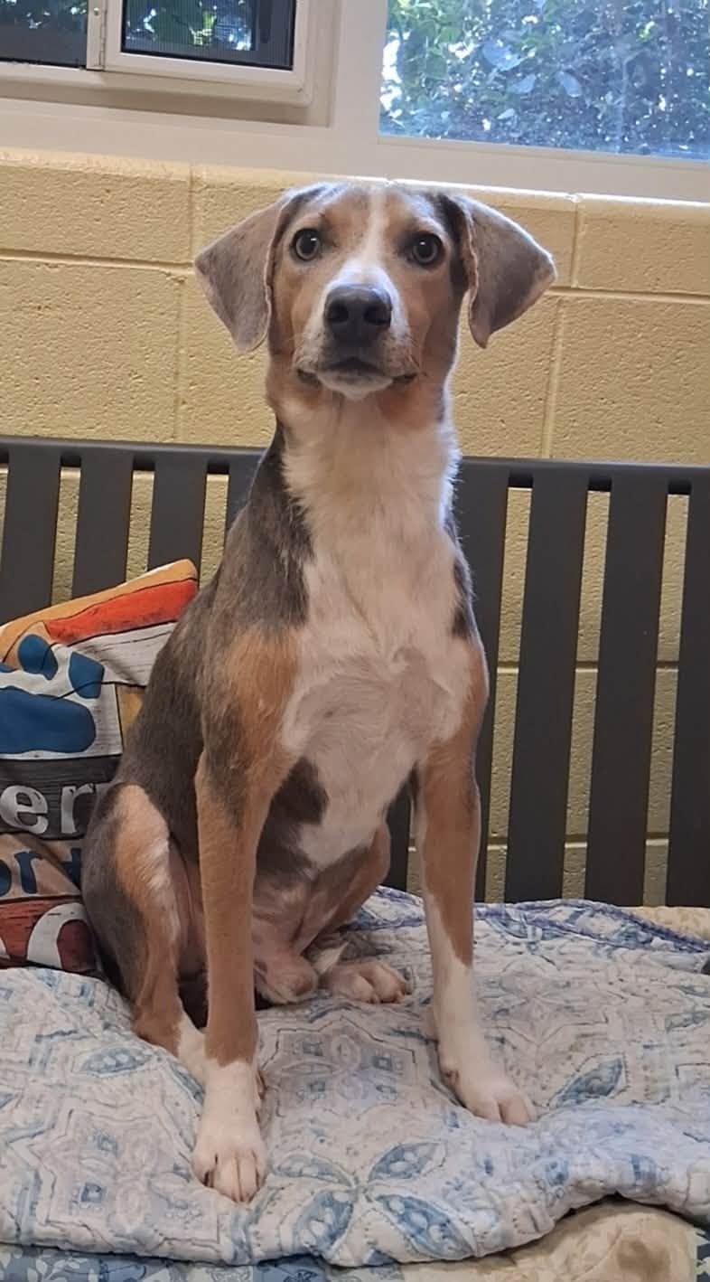 Thistle, ADOPTABLE, Adult Male Hound.