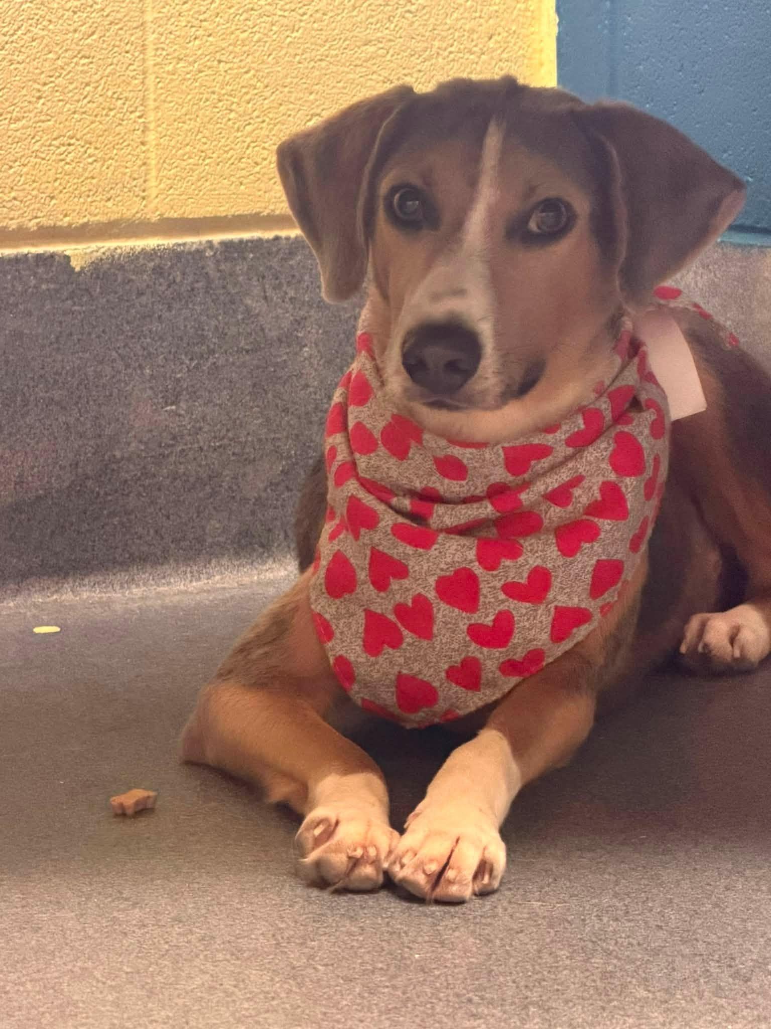Thistle, a ADOPTABLE mixed breed in Amherst, VA image 5/6
