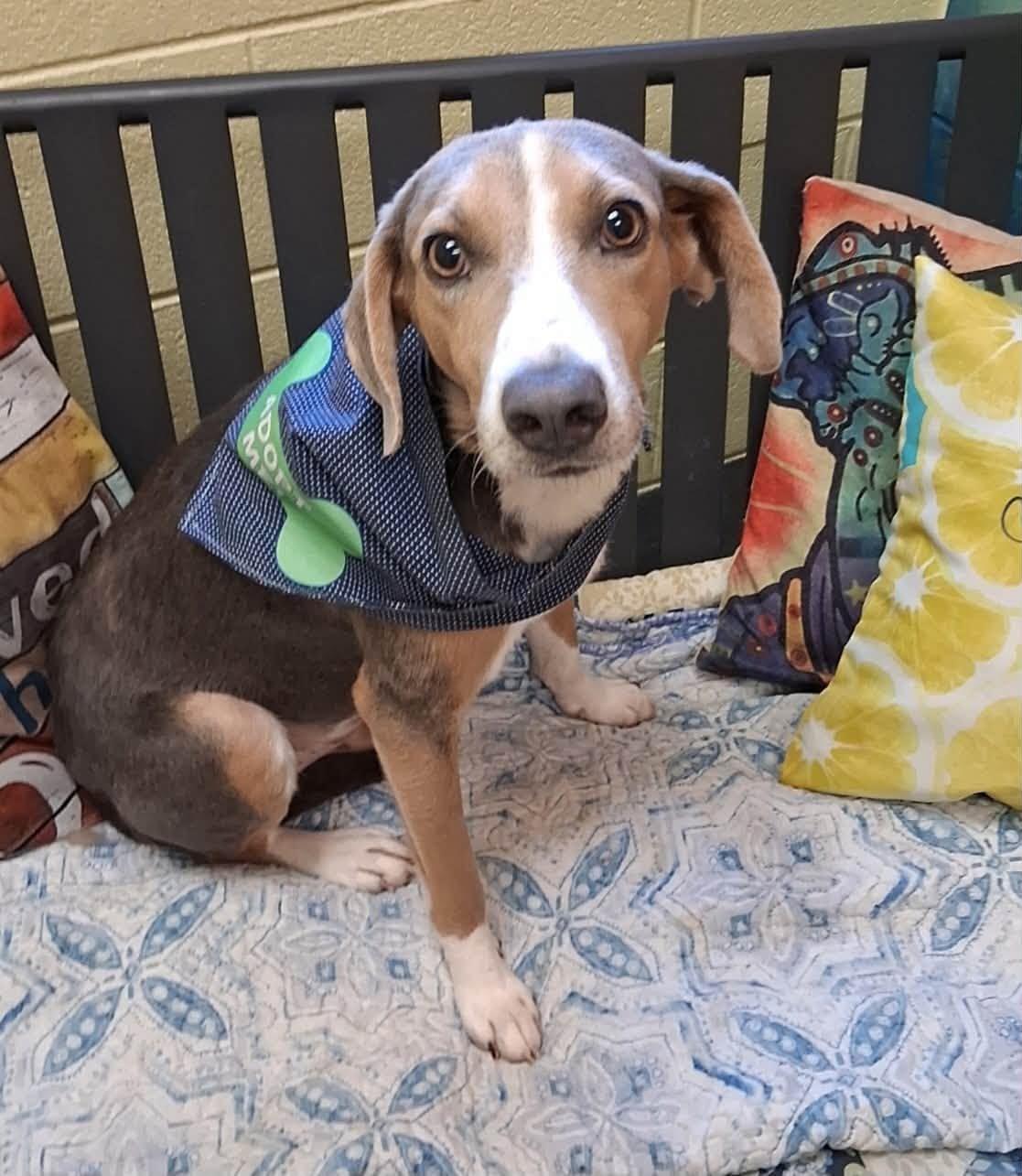 Thistle, a ADOPTABLE mixed breed in Amherst, VA image 4/6