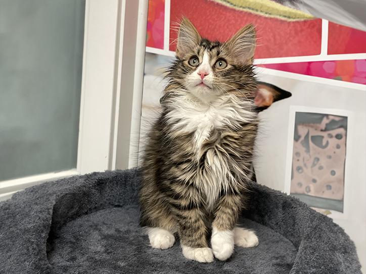 Enlarge Barry, a Adopted Domestic Medium Hair in Charles Town, WV image 1/4