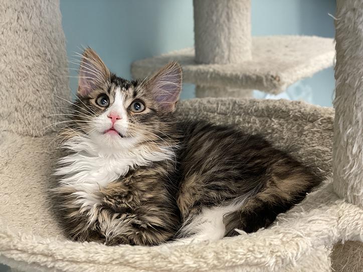 Enlarge Barry, a Adopted Domestic Medium Hair in Charles Town, WV image 2/4