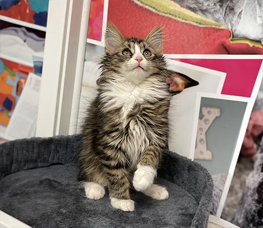 Enlarge Barry, a Adopted Domestic Medium Hair in Charles Town, WV image 3/4