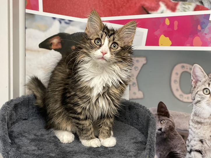 Enlarge Barry, a Adopted Domestic Medium Hair in Charles Town, WV image 4/4