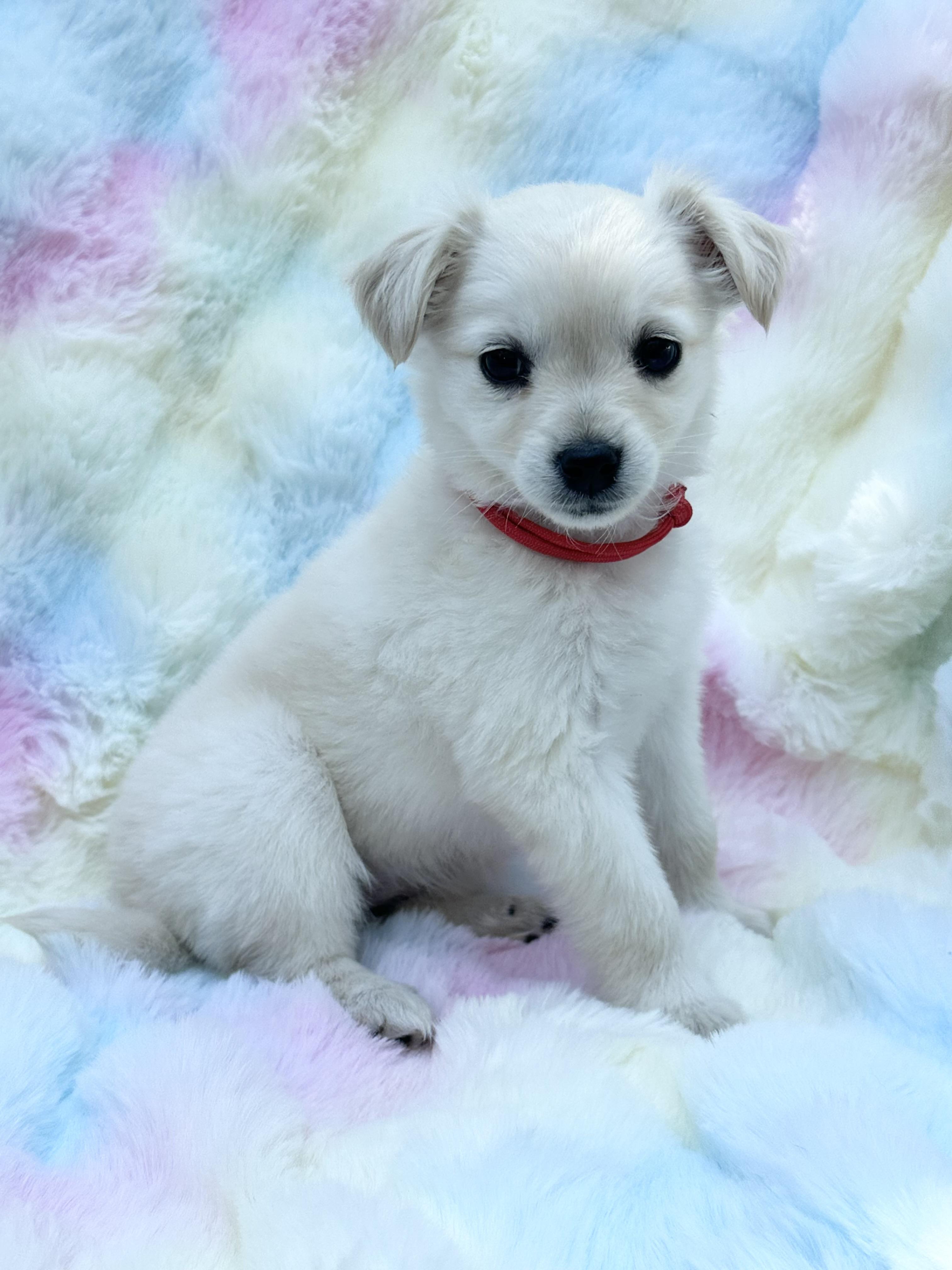 Enlarge Gigi, an adopted mixed breed in Maiden, NC image 1/1