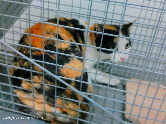 PATCHES, Adoptable, Young Female Domestic Short Hair & Domestic Short Hair.