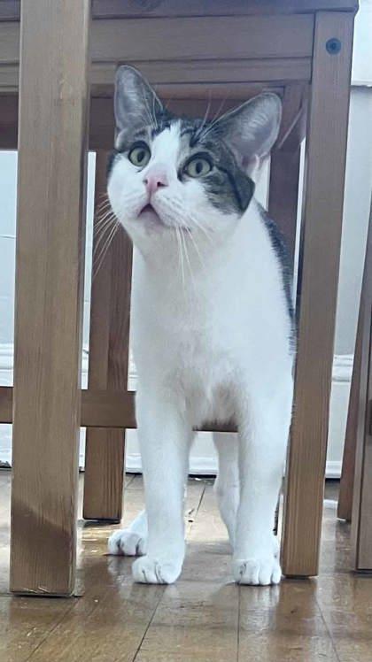 Rocky, ADOPTABLE, Adult • Male, American Bobtail.