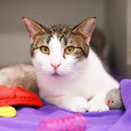Enlarge Rocky, a Adoptable mixed breed in Atlanta, GA image 3/3
