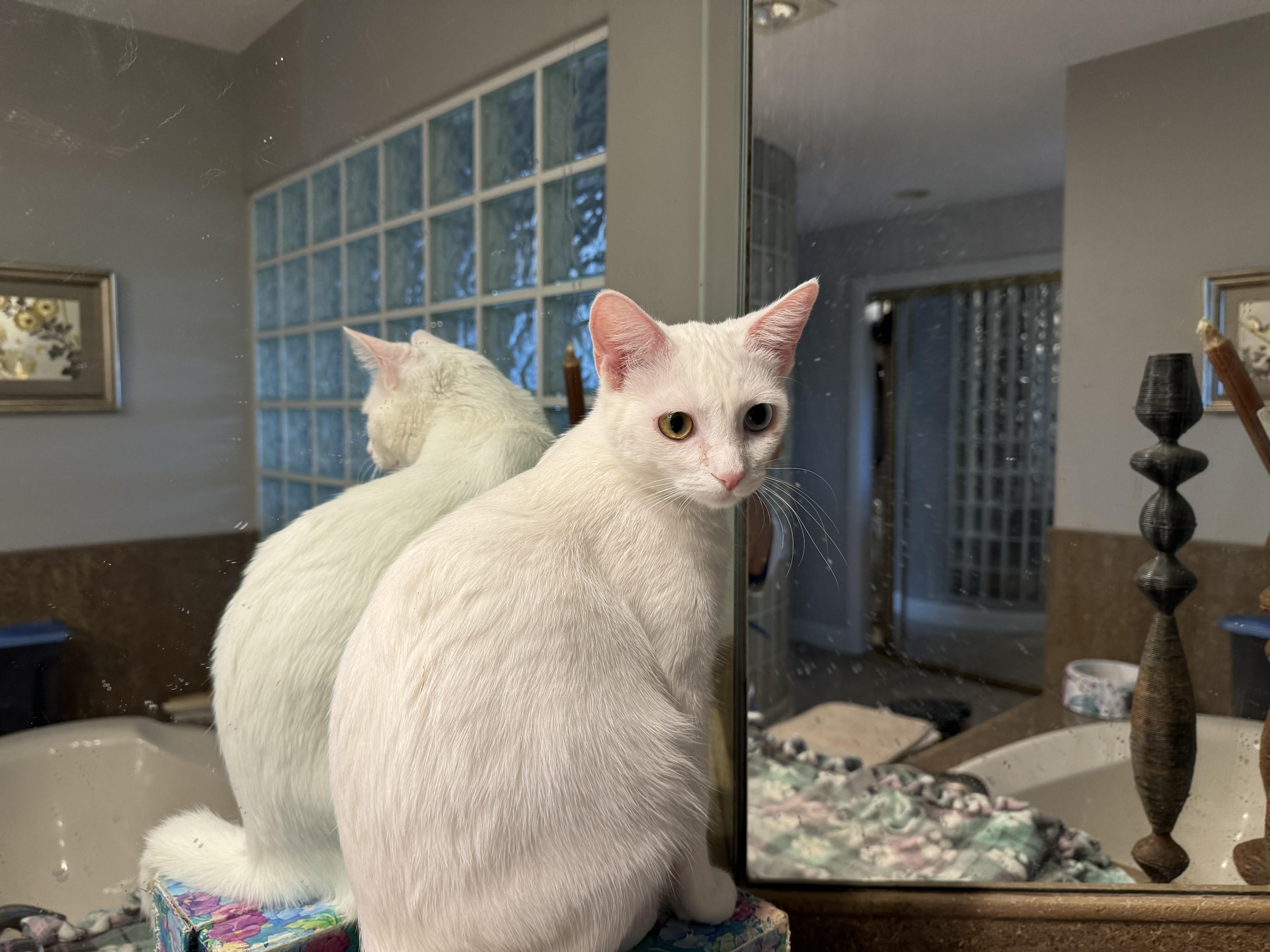 Snowy, Adopted, Young Female Domestic Short Hair.