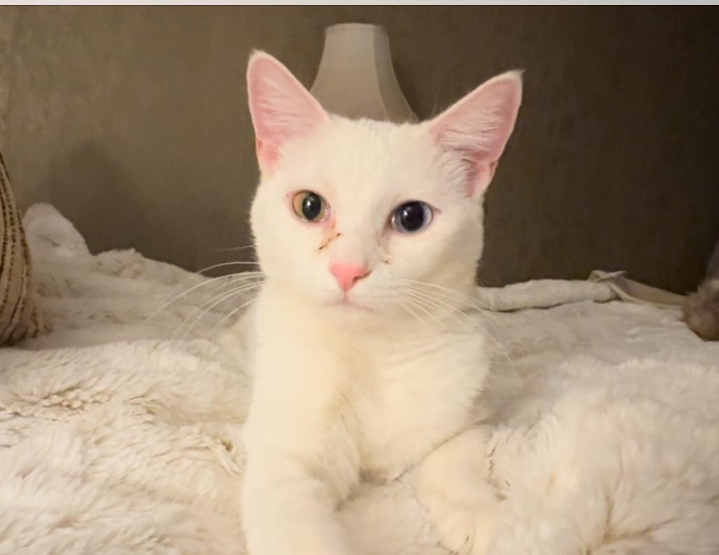 Snowy, a Adopted Domestic Short Hair in St. George, UT image 3/4