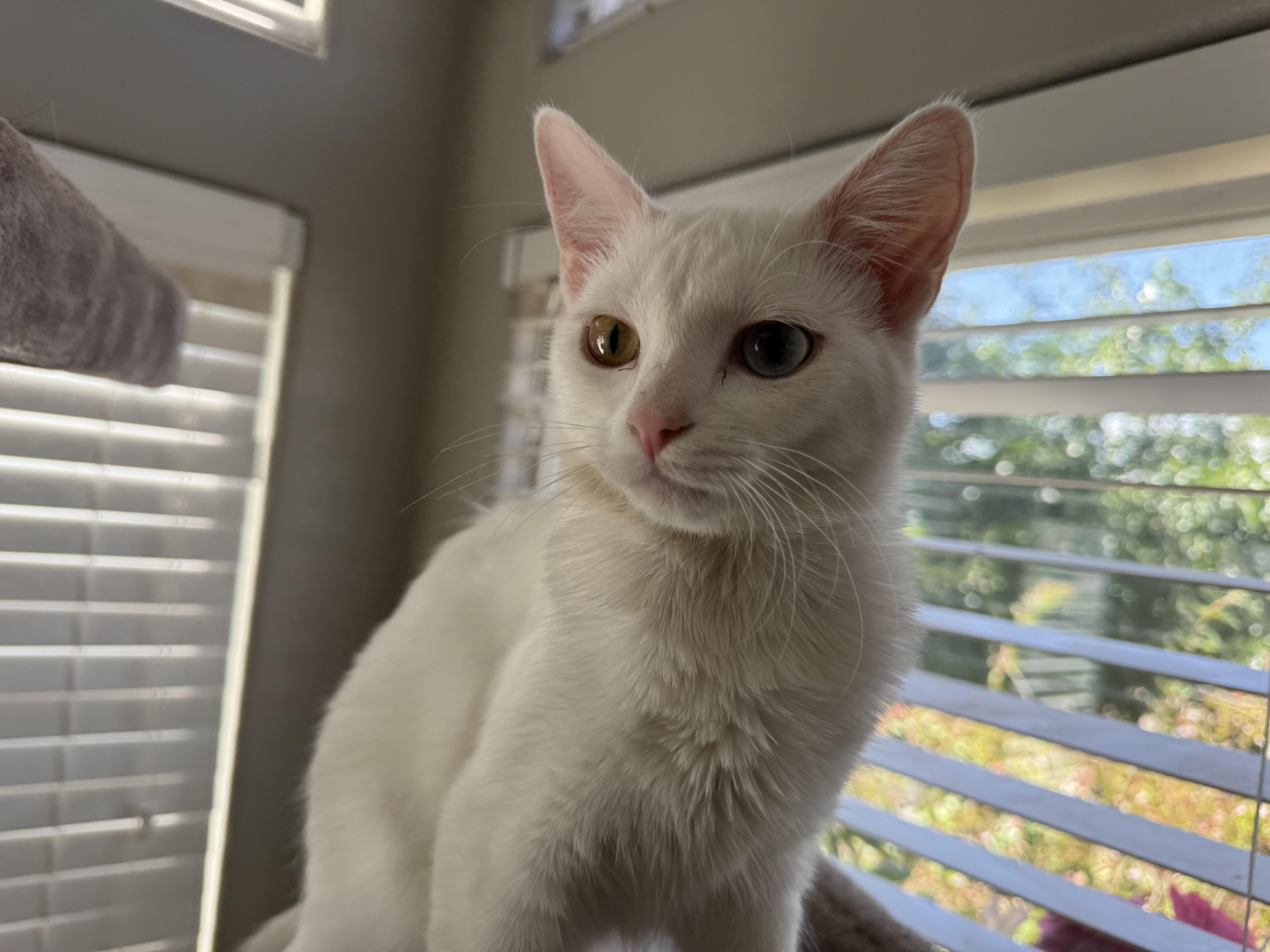 Snowy, a Adopted Domestic Short Hair in St. George, UT image 4/4