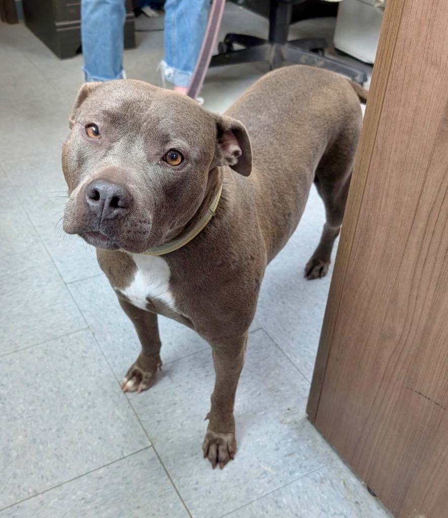 Enlarge Idella, a Adoptable mixed breed in Winnsboro, SC image 1/1