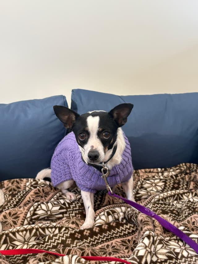 Enlarge Princess, a ADOPTABLE mixed breed in Seward, NE image 2/2