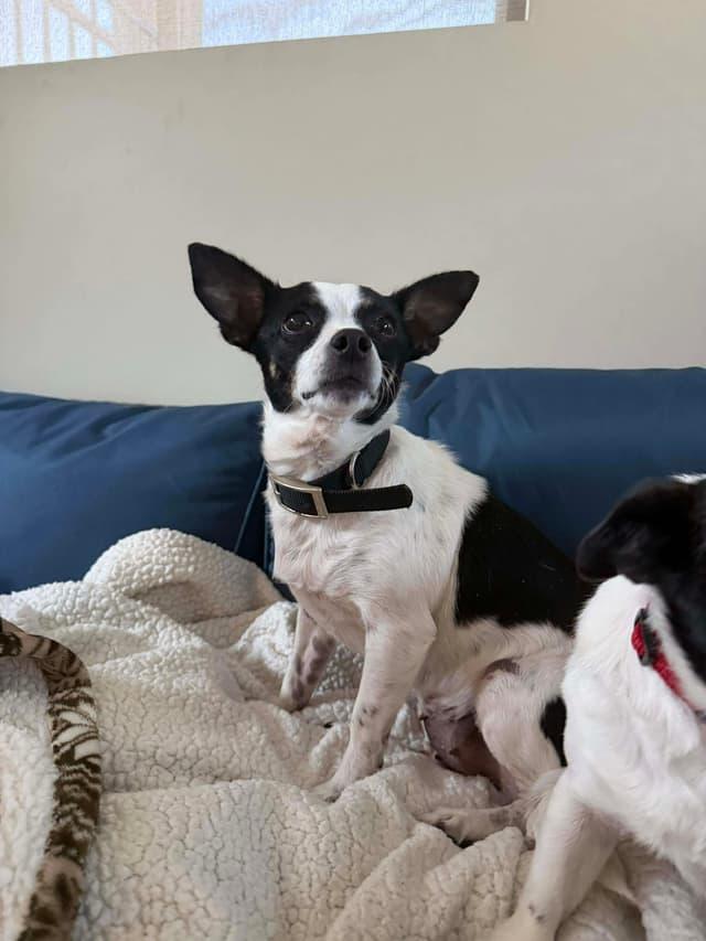 Princess, ADOPTABLE, Adult Female Chihuahua.