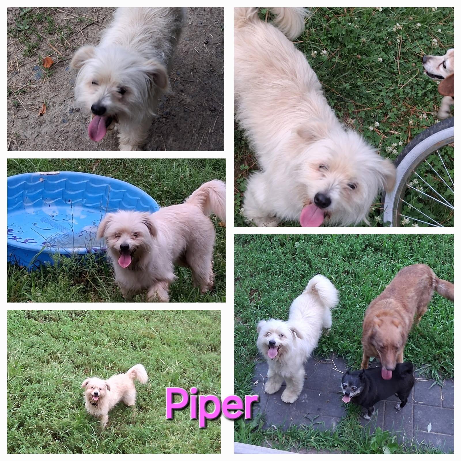Piper, Senior Female unknown