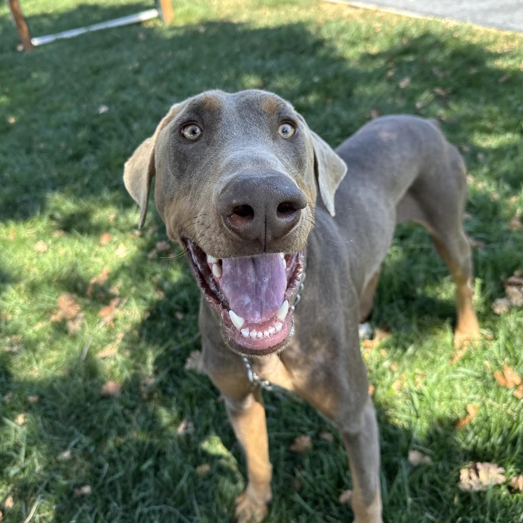 Enlarge Casper, a Adoptable Doberman Pinscher in Dublin, CA image 2/6