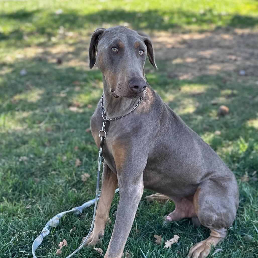 Enlarge Casper, a Adoptable Doberman Pinscher in Dublin, CA image 3/6