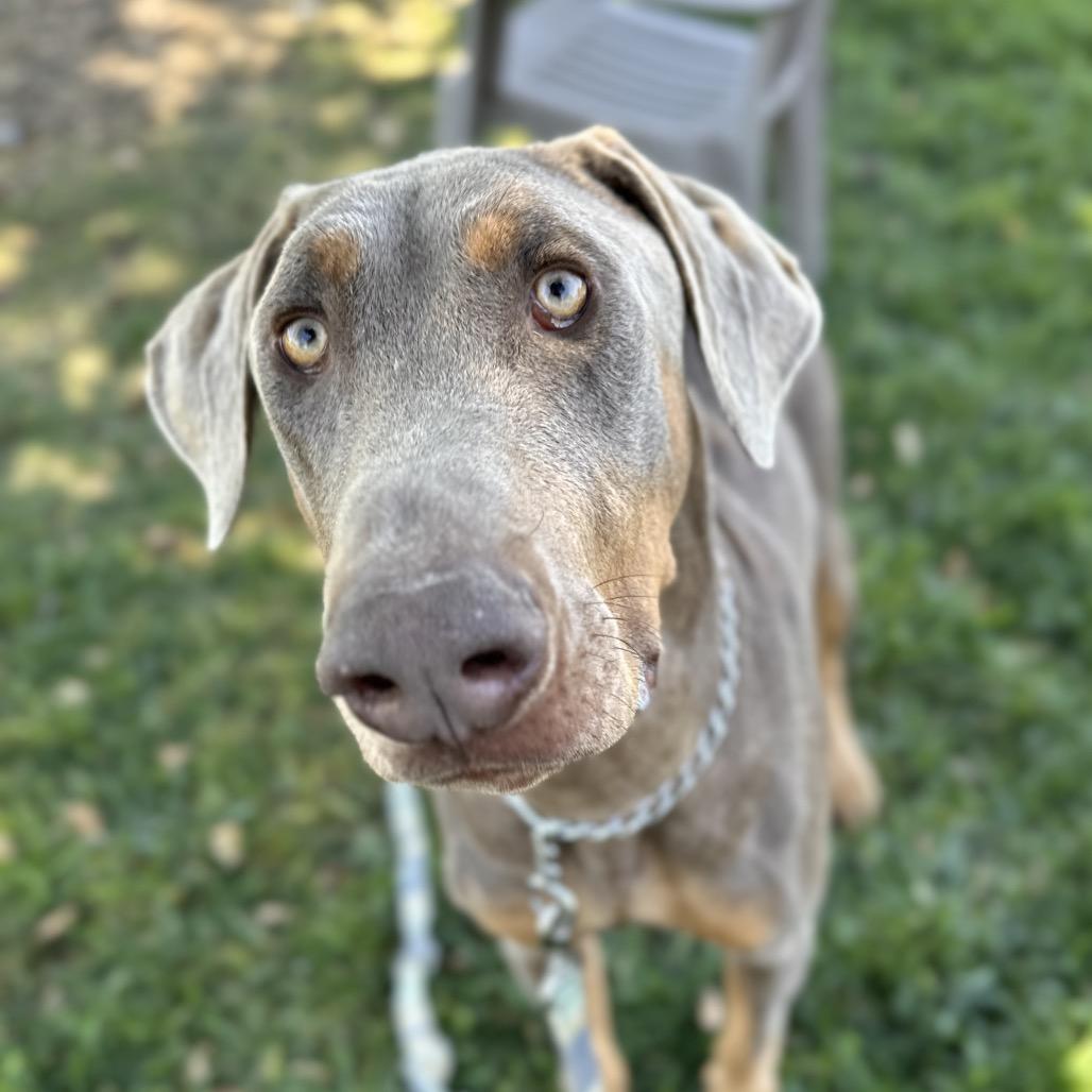 Enlarge Casper, a Adoptable Doberman Pinscher in Dublin, CA image 5/6