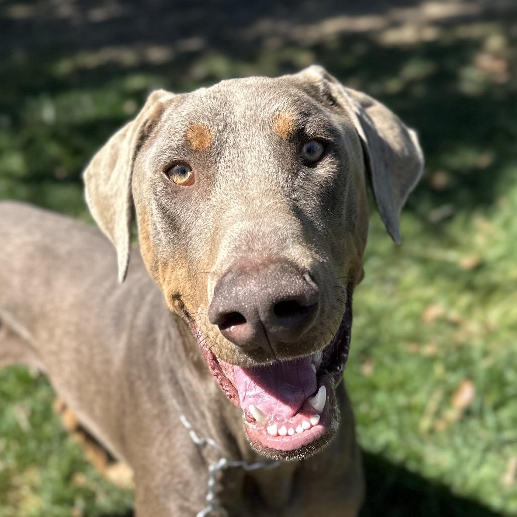 Enlarge Casper, a Adoptable Doberman Pinscher in Dublin, CA image 6/6