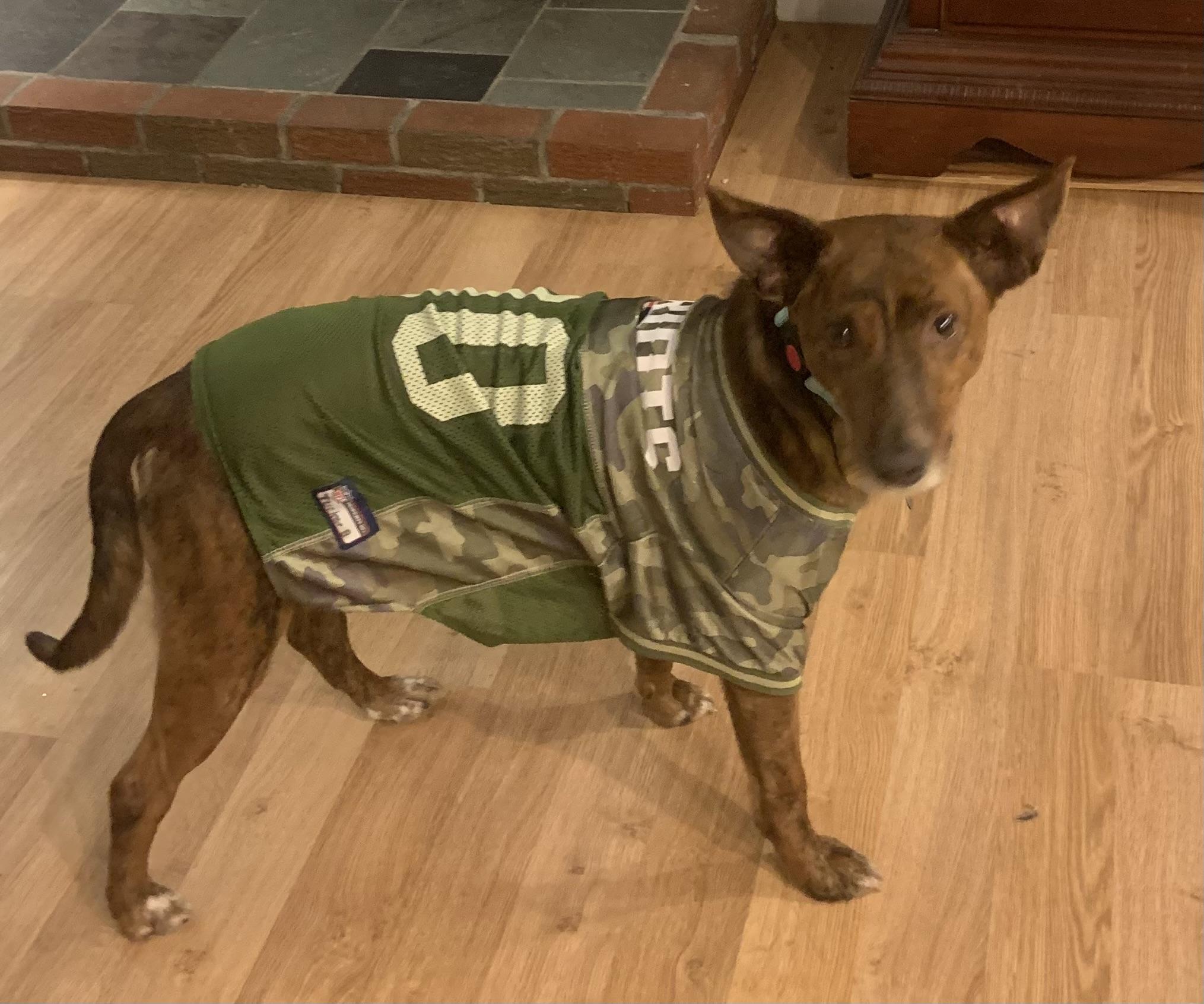 Enlarge Fallon, a ADOPTABLE mixed breed in Medfield, MA image 3/6